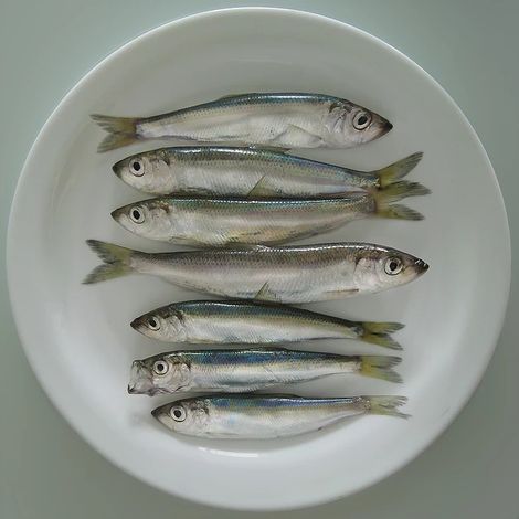 Baltic herring