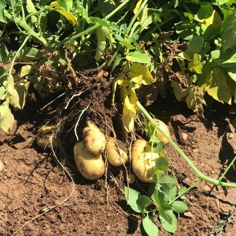 Ucler Tarim - Potatoes