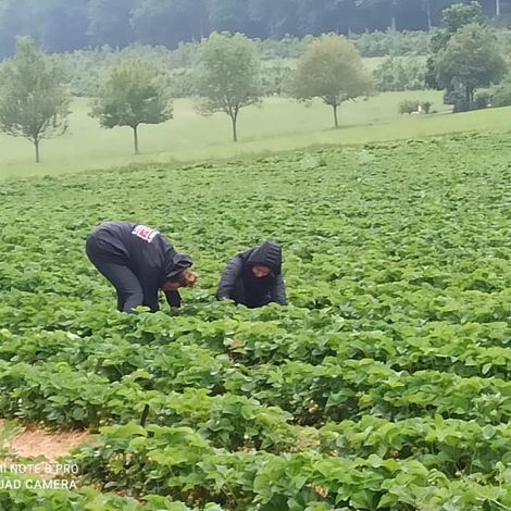 Schraud & Baunach GmbH - Plantation