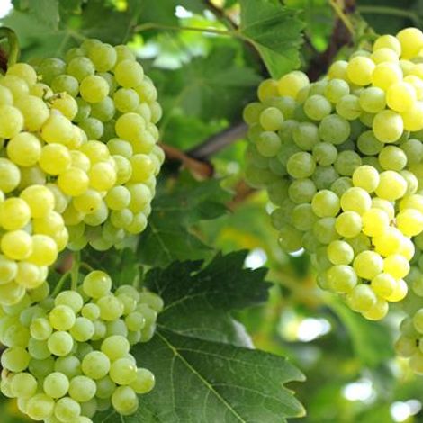 grape Seedless