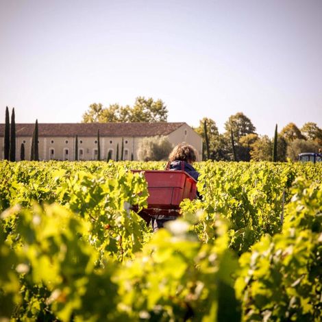 Chateau-Clarke-raisin-vignes-recolte