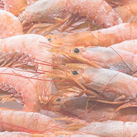 frozen fish and seafood