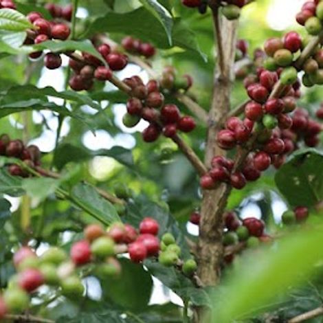 Kerchanshe Trading P.L.C. - Coffee Bean Orchard