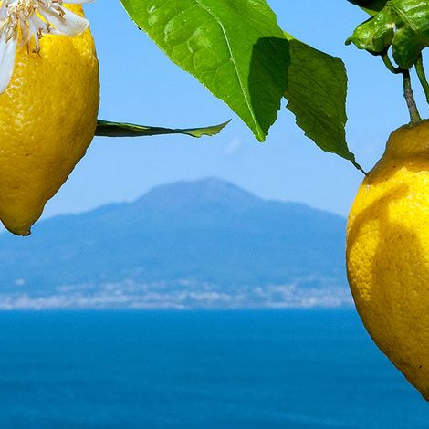 GPI lemons of sorrento, the heart of our limoncello