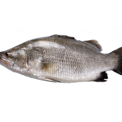 SeaBass2-1740e7d3.png