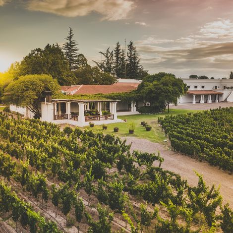 Nieto Senetiner - Vineyard