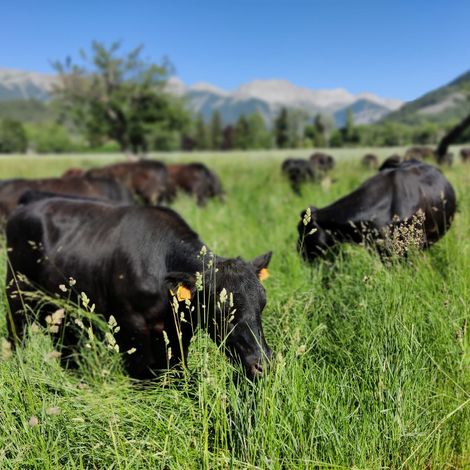 La ferme des Pelissone
