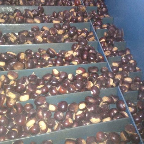 Castagne online - Processing Facility