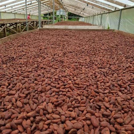 Dried Cocoa beans