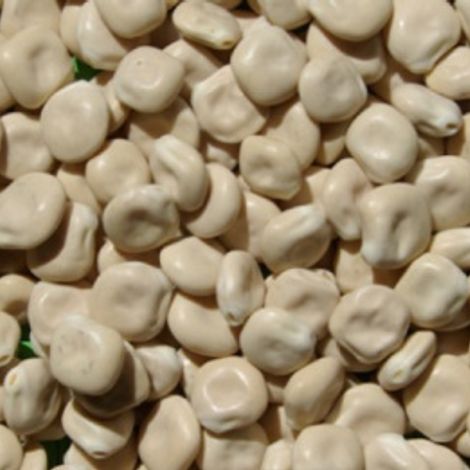 lupins-sweet.jpg