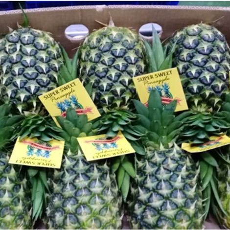 Avante Agri-Products_Pineapple_MD2/GOLD