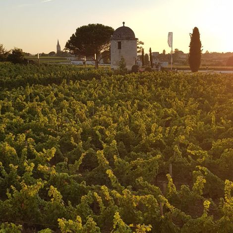 Château Balestard la Tonnelle - Vineyard