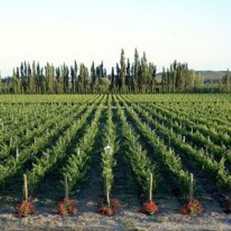 adaugo vineyard 2.jpg