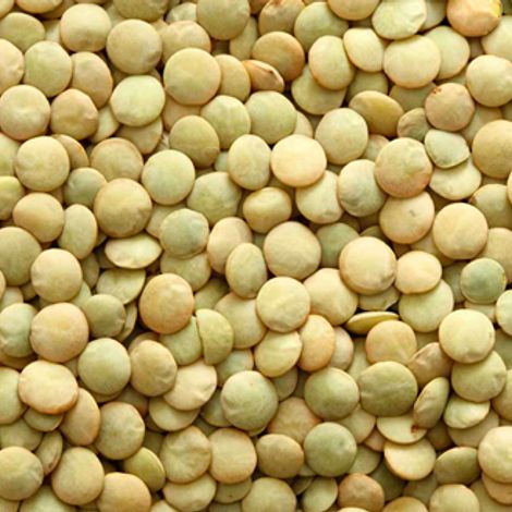 Lentil