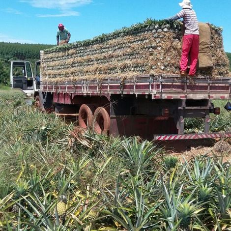Harvest