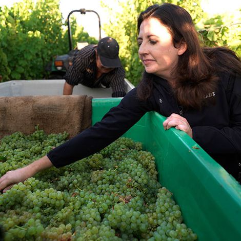 CADE Estate Winery_Wine_Harvest5