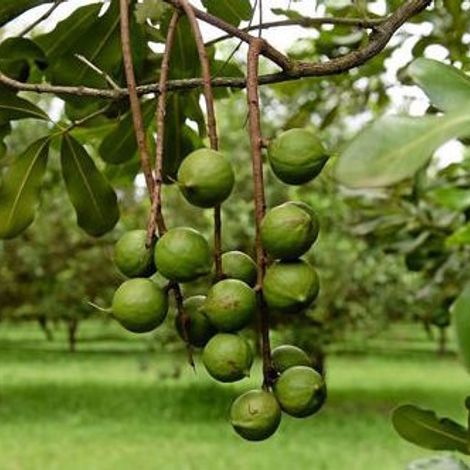 Macadamia Nut Company PVT LTD - Macadamia Nuts