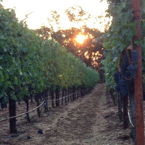 Angwin Estate Vineyards