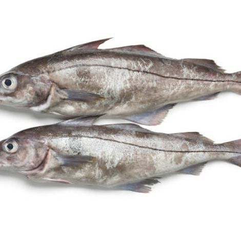 Haddock