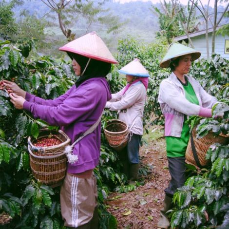 Pic_Farm Petik.jpg