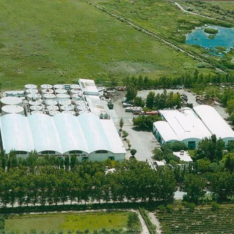 Bodega Nueva California - Vineyard