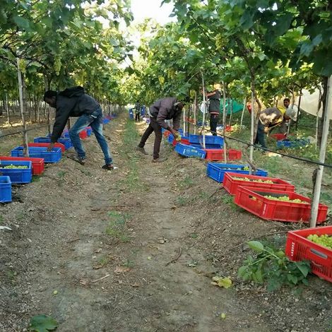 Aarya Imex - Harvest Season