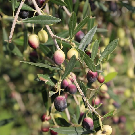 CHO GROUP TUNISIA - Olive Tree