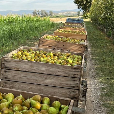 Fri-fruit SL - Harvested Fruits