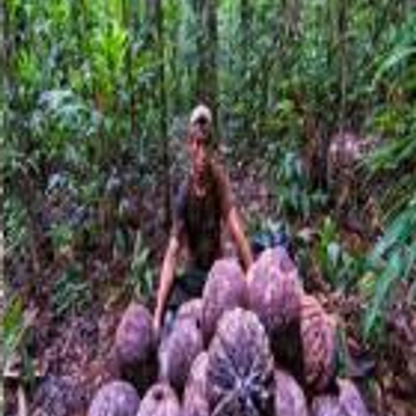 AMAZON NUTS S.A.C.