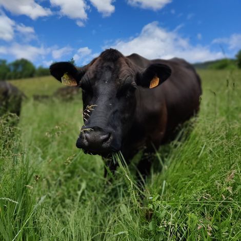 La ferme des Pelissone