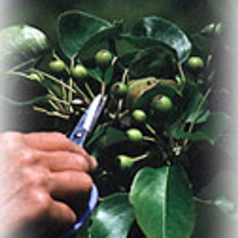 UMPQUA ORGANIC FARM