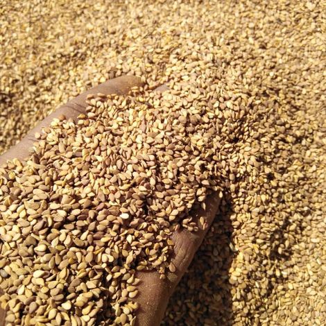 Sesame Seeds Sudan Origin
