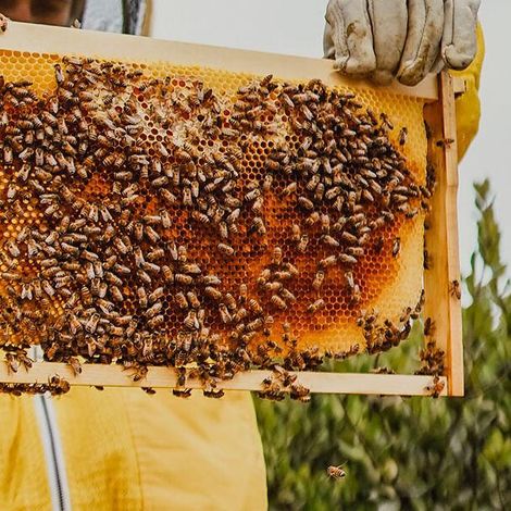 Quality Honey