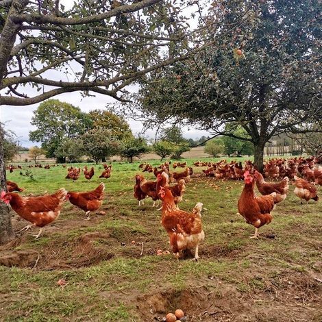 Farm