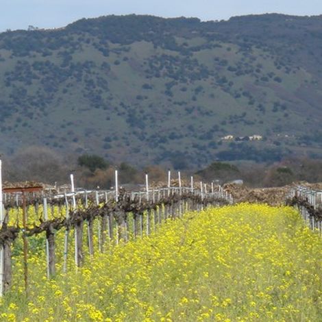 Frisson Wines_Wine_Vineyards