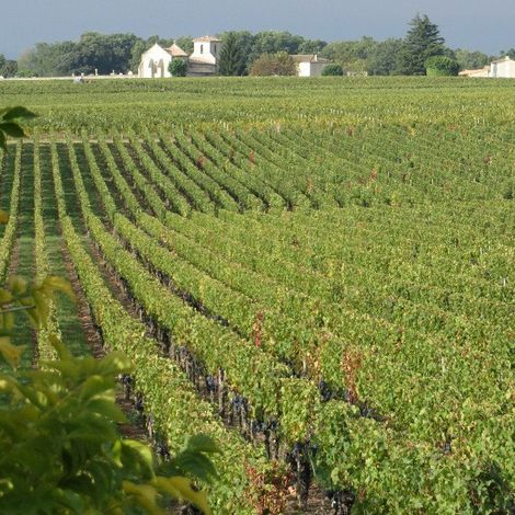 Château Destieux vineyards