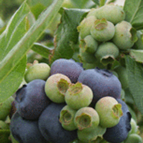 Mirtilusa - Sociedade de Produtores Horto-Frutícolas, Lda