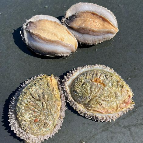 South African Cultivated Abalone