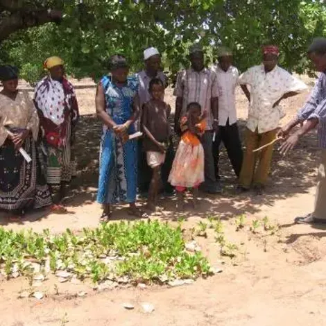 Masasi High Quality Farmers - Cashew Seedlings