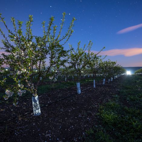 Almond Orchard in Bolnisi, Georgia