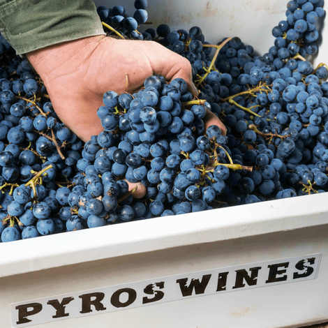 Pyros Winery's grapes
