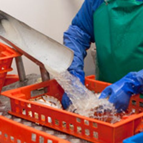 AM Seafoods 2004 Ltd - Production