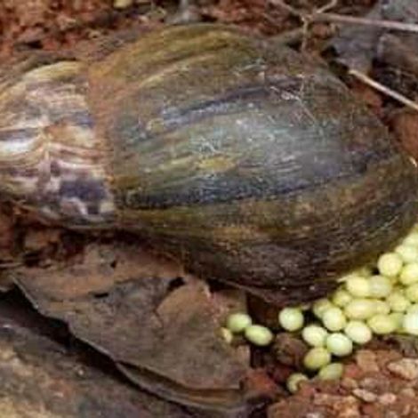 Snail Photos