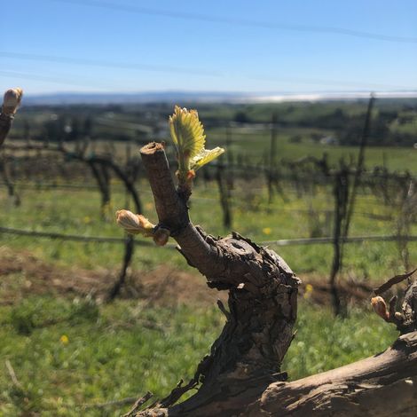 Artesa Winery
