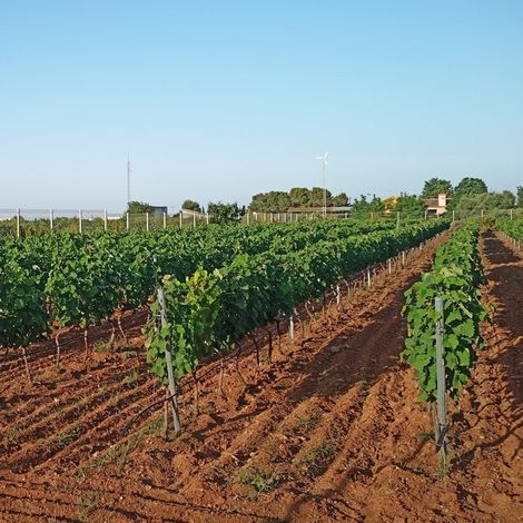 Celler la Muntanya - Vineyard