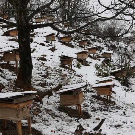 Elevated Honey Co. - Bee House