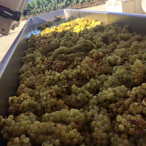 Sullivan Vineyards_Wine_Process1