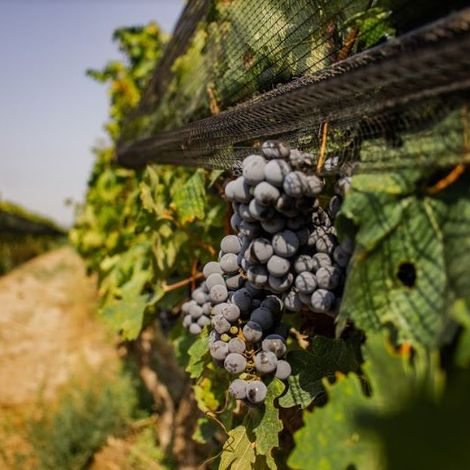 Antonio Mas Wines - Vineyard