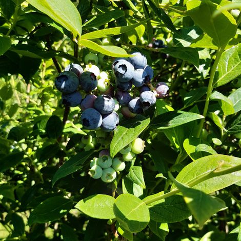 Exportaciones e Inversiones Agroberries SA - Berries