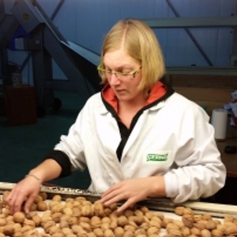 OrganicSur Sas - Potatoes